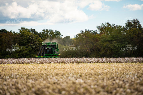 Cotton Harvest 136145