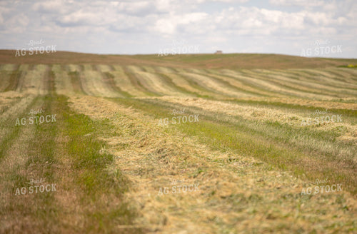 Cut Hay 212043