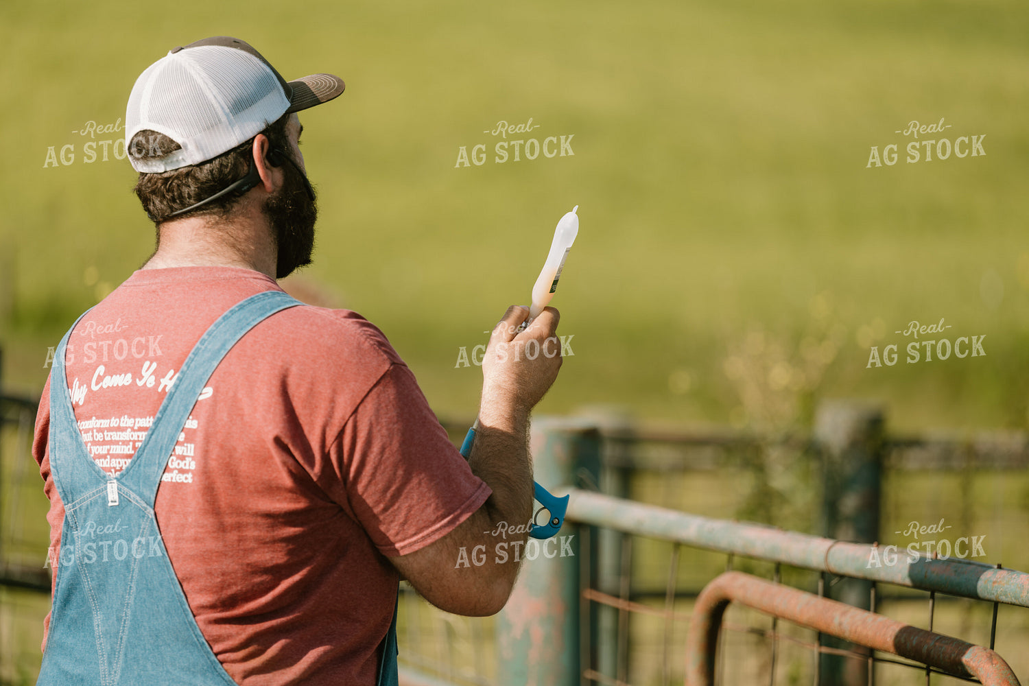 Working Cattle 125383