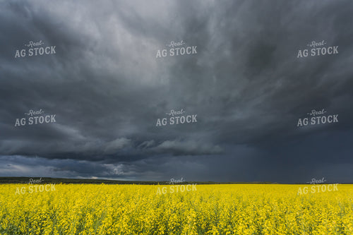 Canola Field 138115