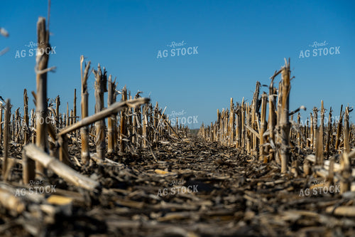 No Till Field 65420