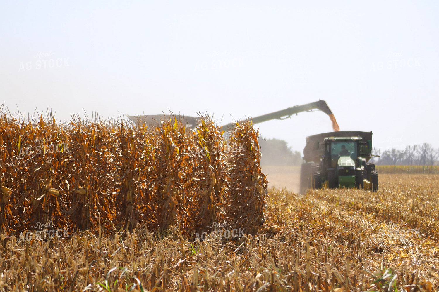 Corn Harvest 82346