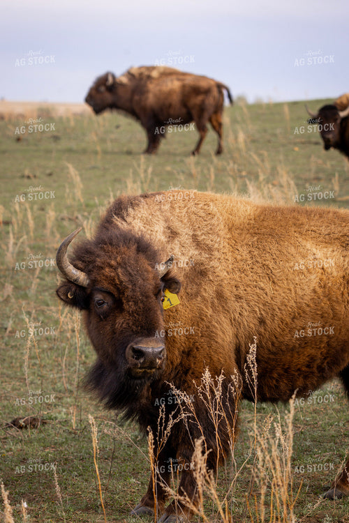 Bison 187162