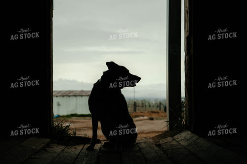 Ranch Dog 58331