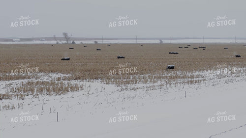Black Angus Cattle on Milo Stubble 239582