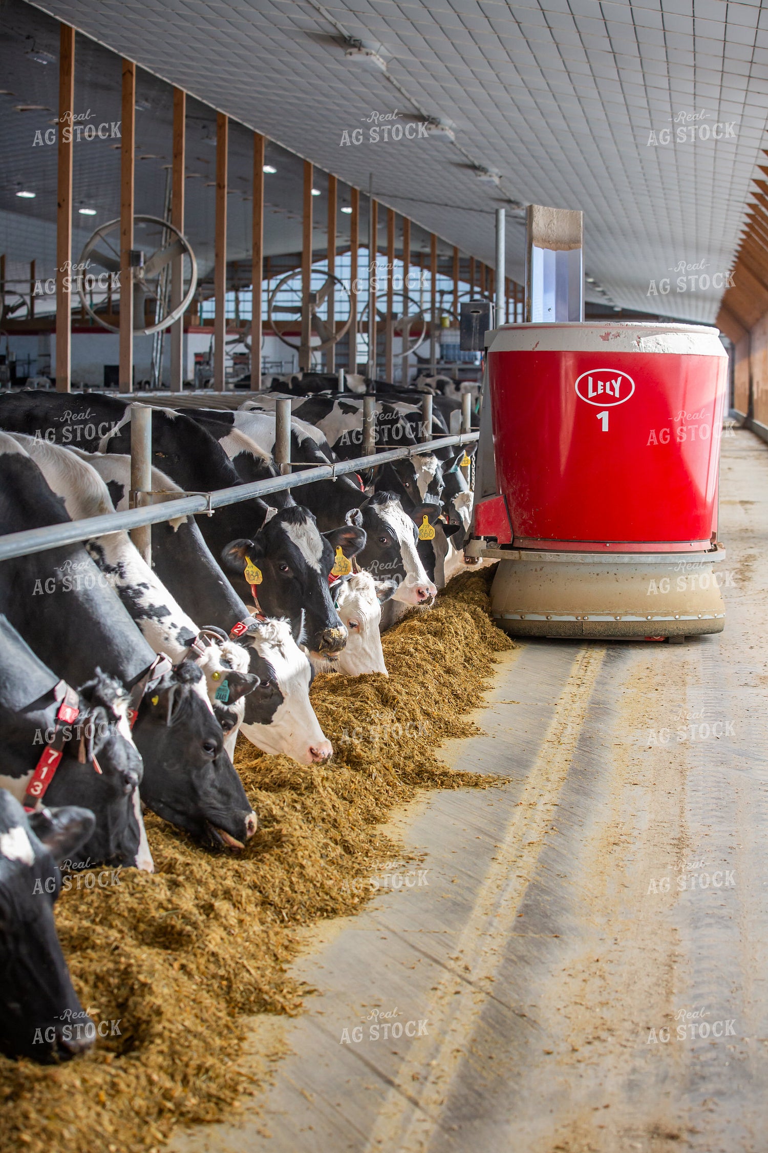 Robotic Feeder in Holstein Cattle Barn  270276