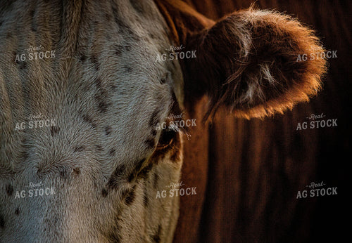 Hereford Cow Face 81096