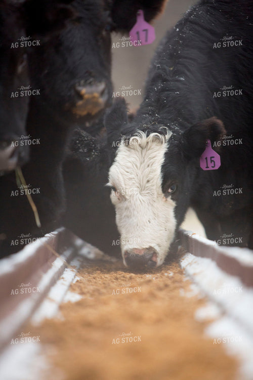 Cattle 1639