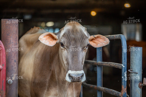 Brown Swiss Dairy Cow 270571