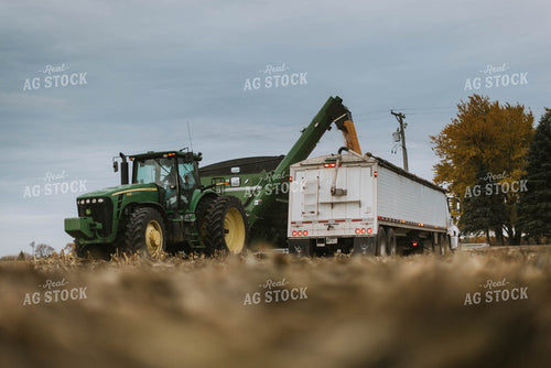 Corn Harvest 8597