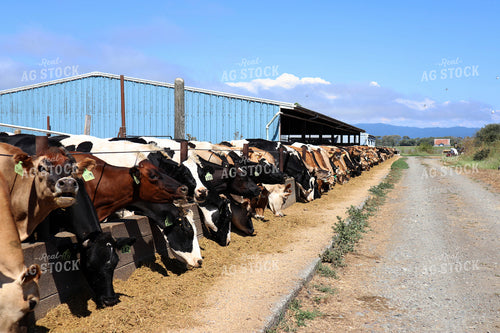 Dairy Cattle Eating 181017