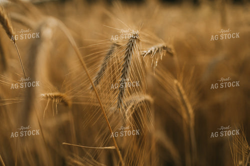 Field of Rye 5963