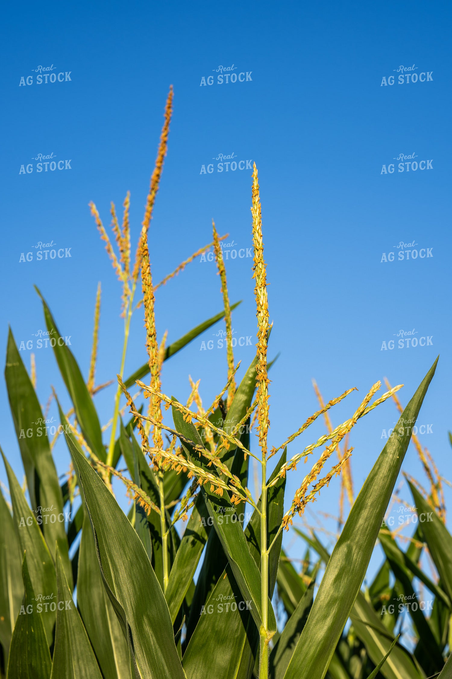 Corn Tassels 65924