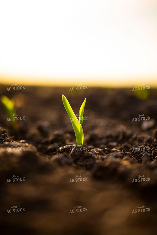 Corn Emerges from Ground 136001