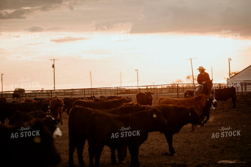 Feedyard 3110