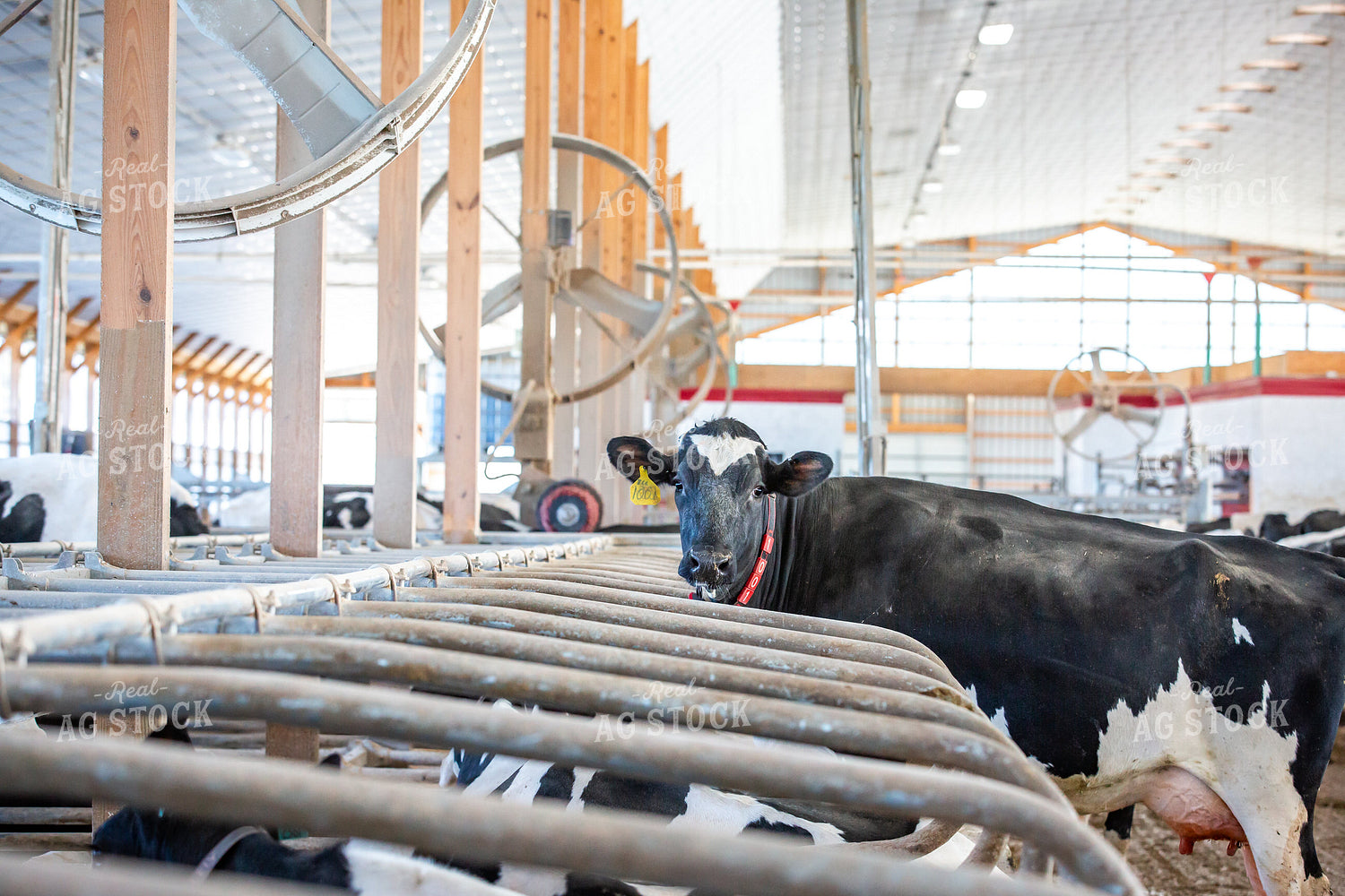 Holstein Cattle  270269