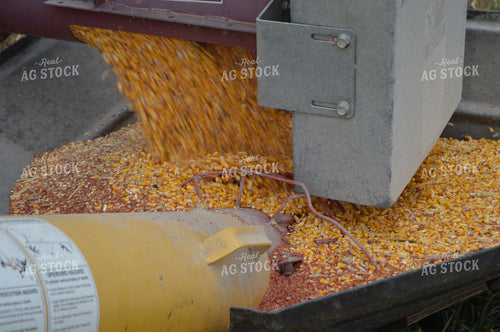 Corn Pouring into Auger 206069