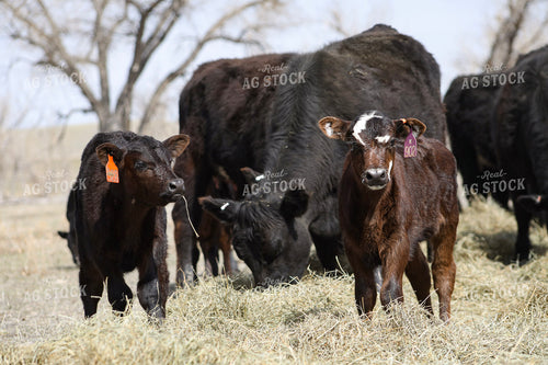 Angus Cow Calf Pairs Eating Hay 117218