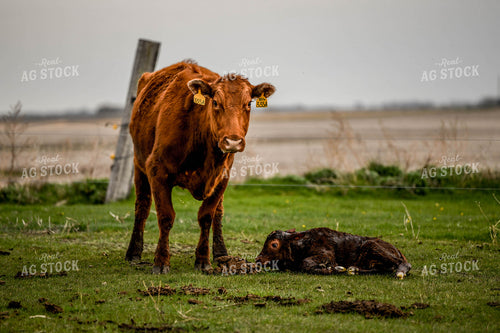 Cow Calf Pair 185110