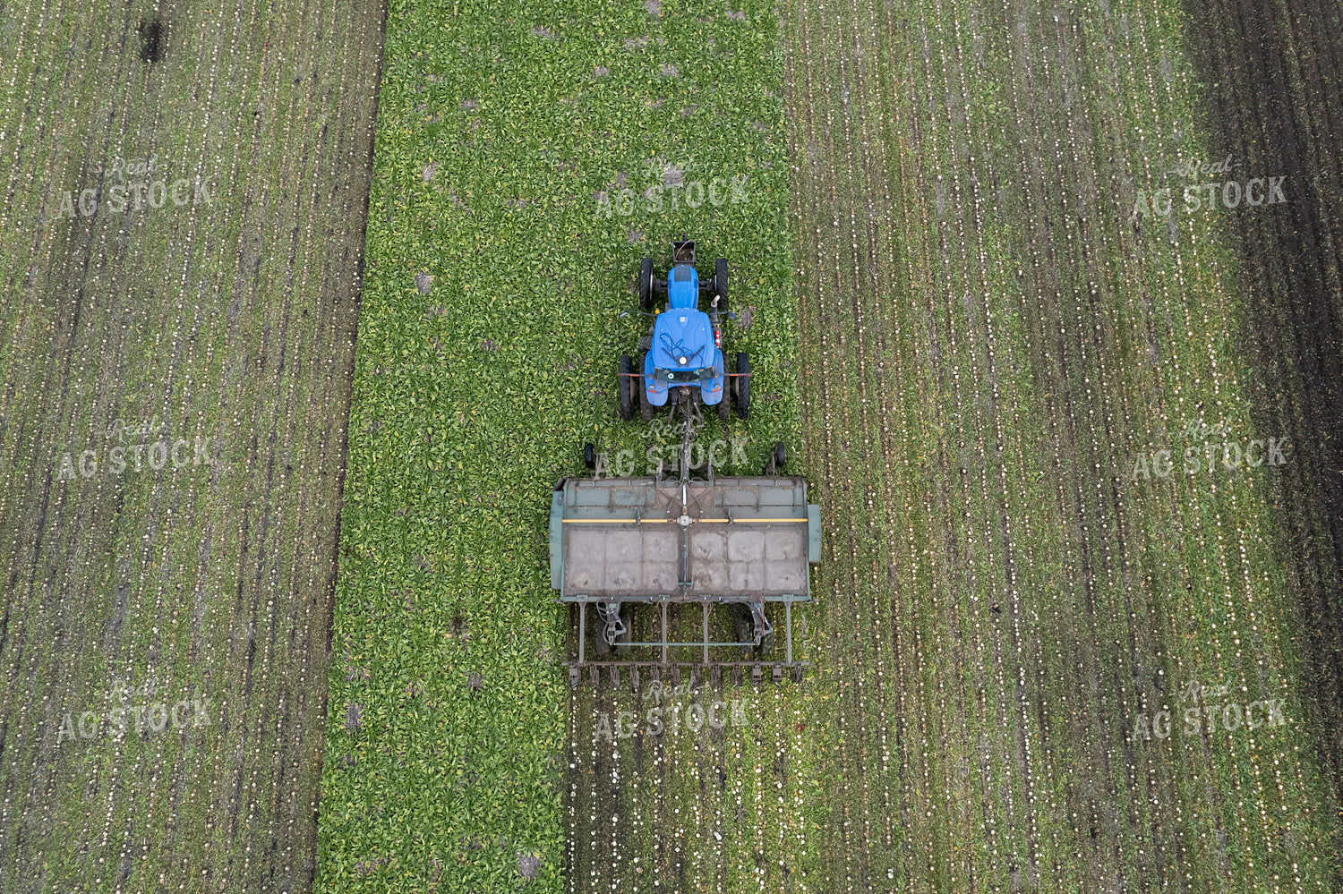 Sugar Beet Harvest 255039