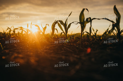 Early Stage Corn after Rain 4316