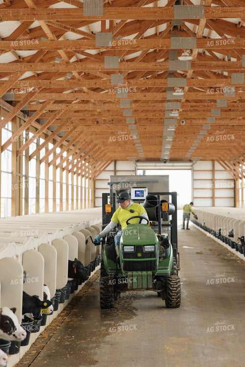 Filling Calf Buckets 152781