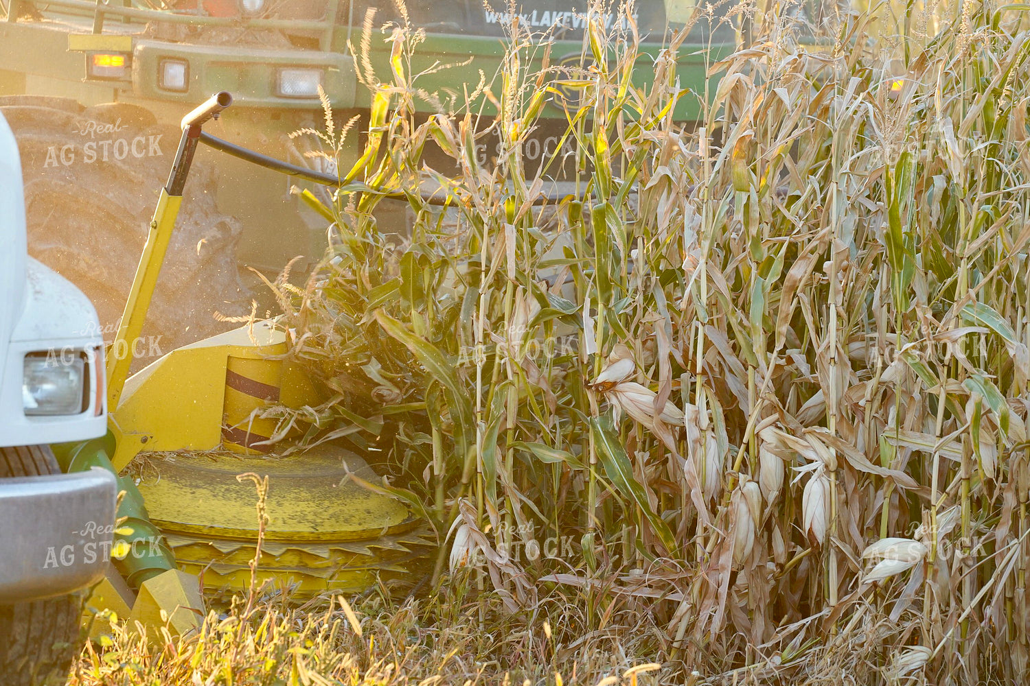 Harvesting Corn Silage 293014