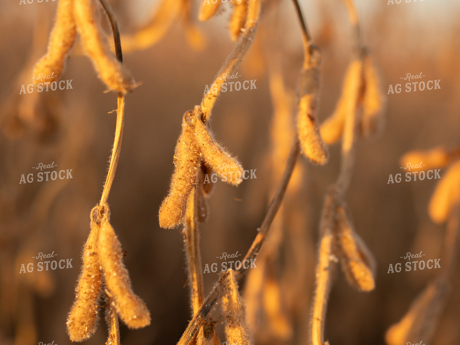 Dried Soybeans 133021