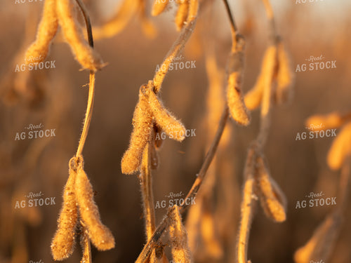 Dried Soybeans 133021
