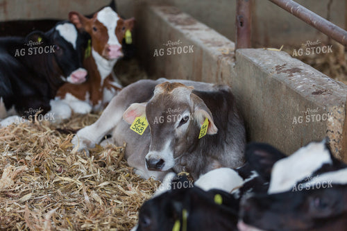 Dairy Calves 270033