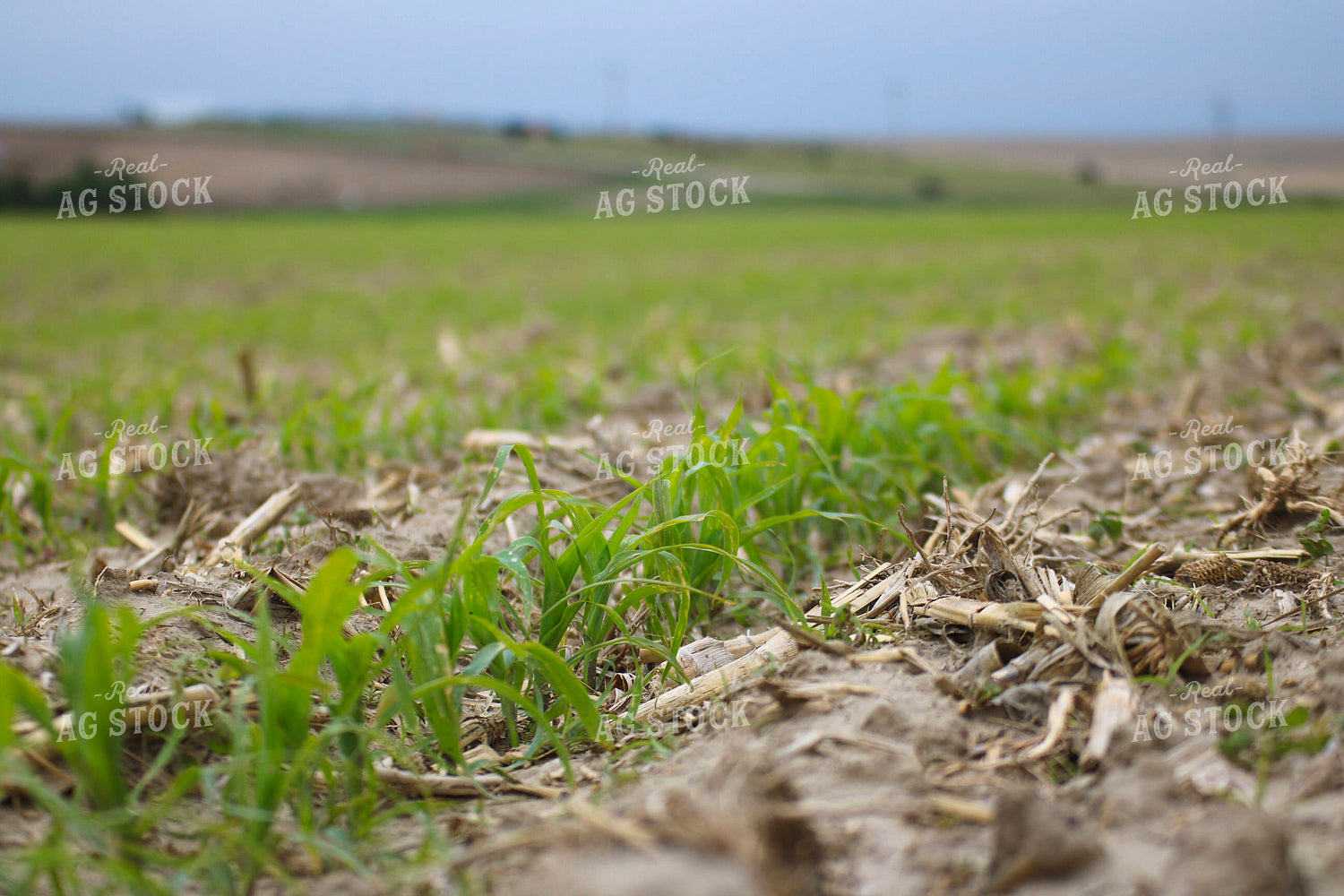 Early Season Corn 82314