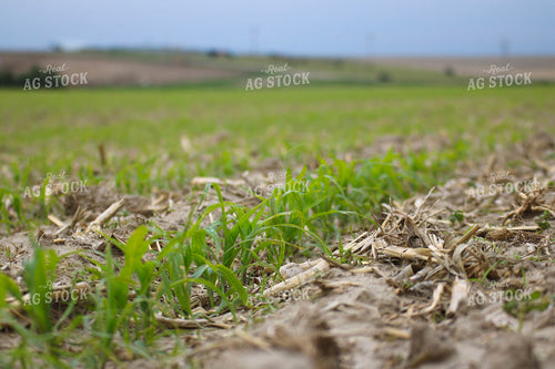 Early Season Corn 82314