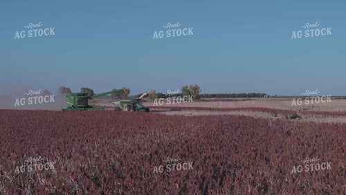 Milo Harvest 239067