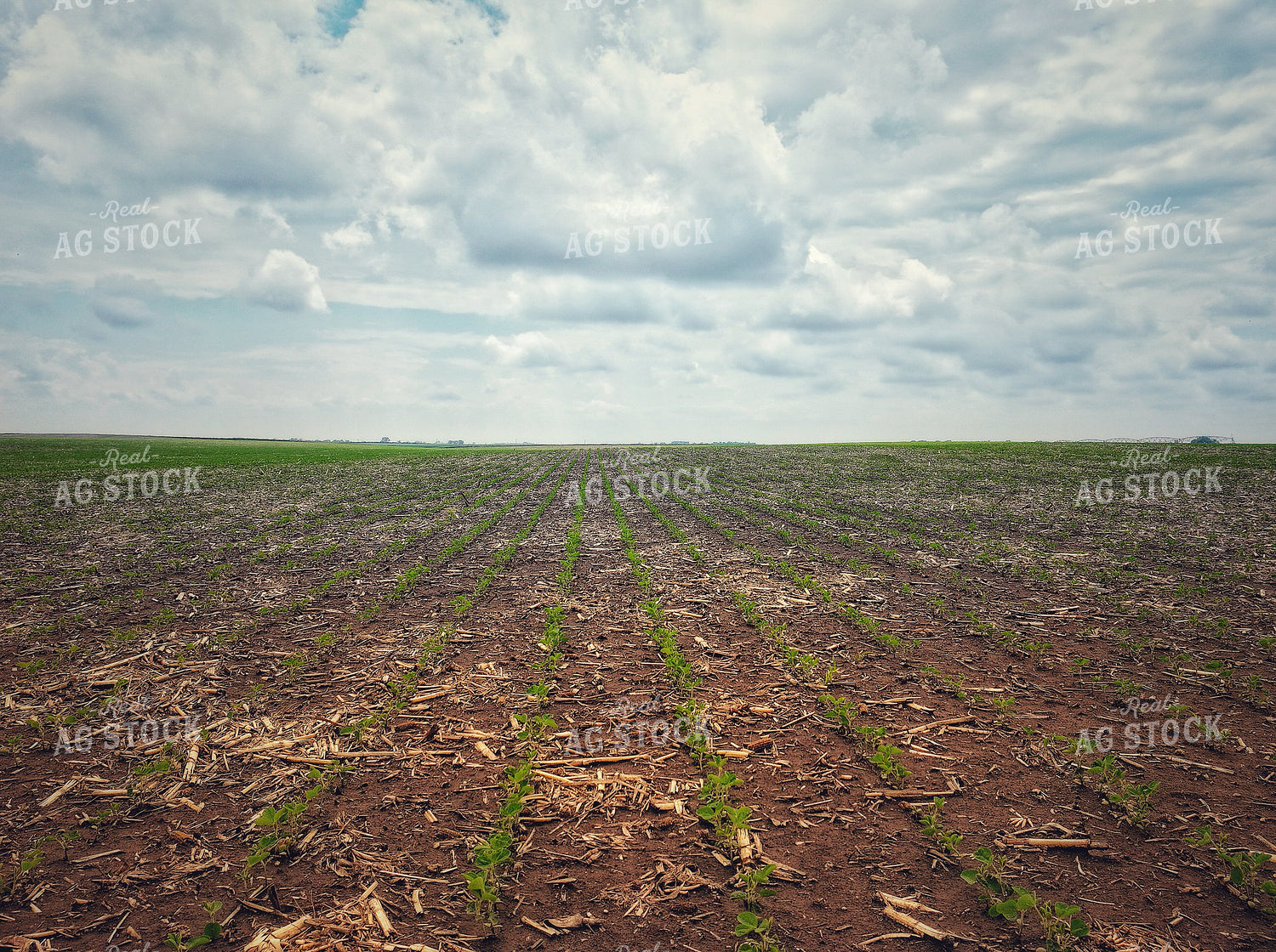 Midseason Soybeans 141288