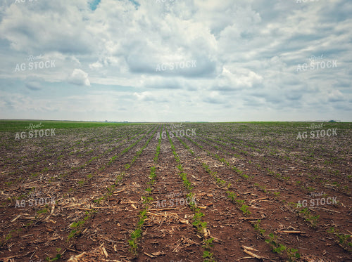 Midseason Soybeans 141288