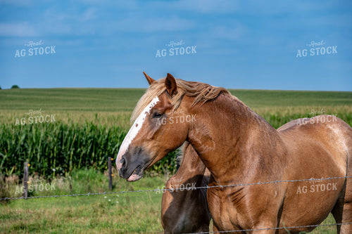 Horses on Pasture 302065