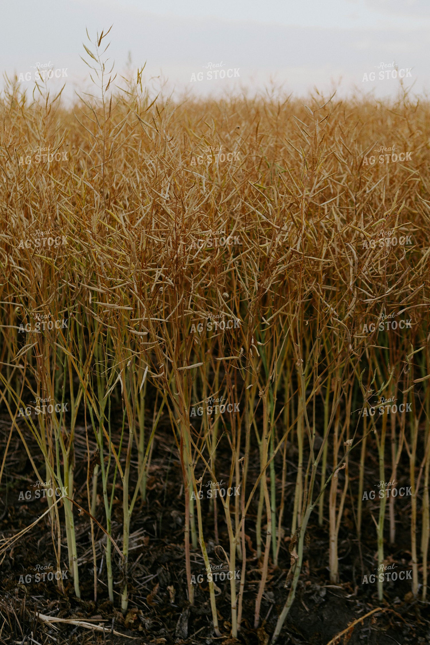 Semi Dried Canola Field 187229