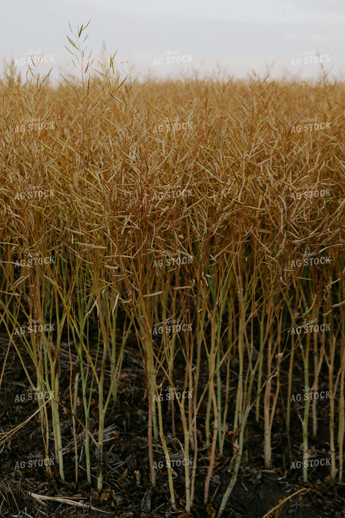 Semi Dried Canola Field 187229