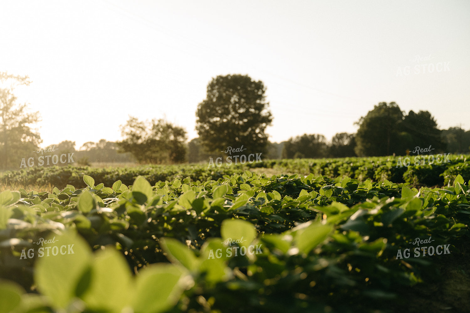 Soybeans 125297