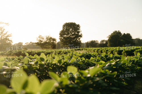 Soybeans 125297