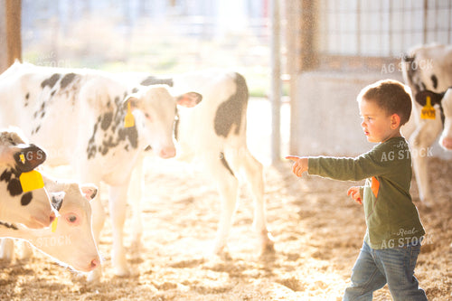 Farm Kid with Holstein Calves 55229