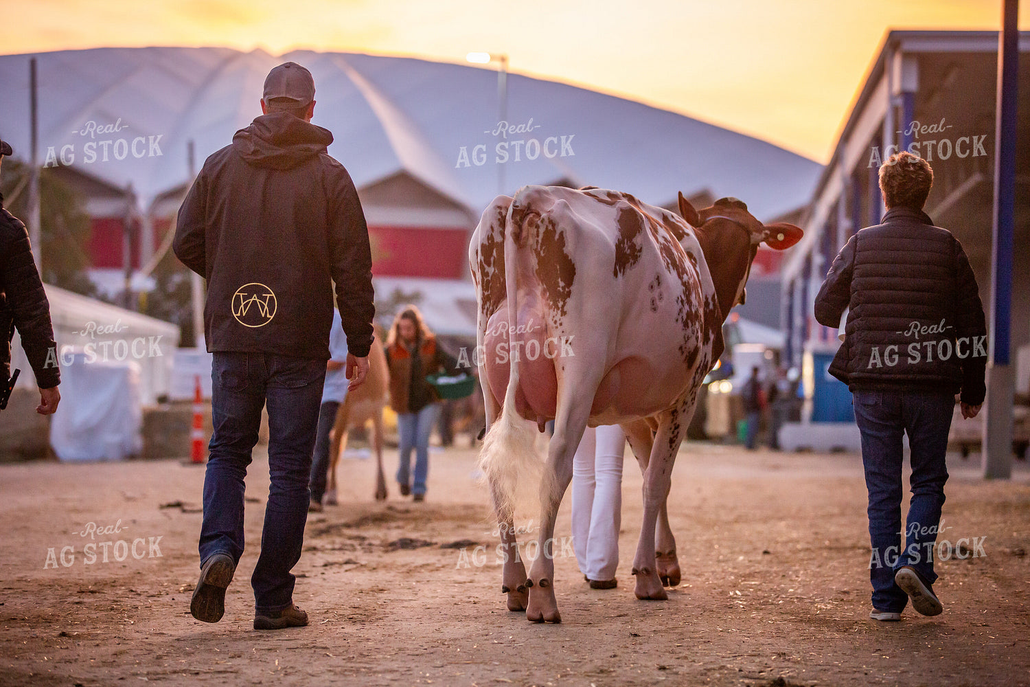 Show Cow at Expo 270427