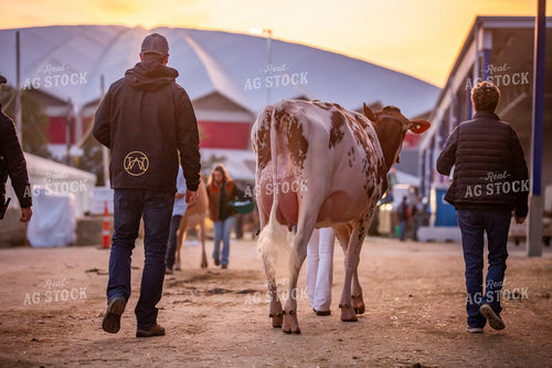 Show Cow at Expo 270427