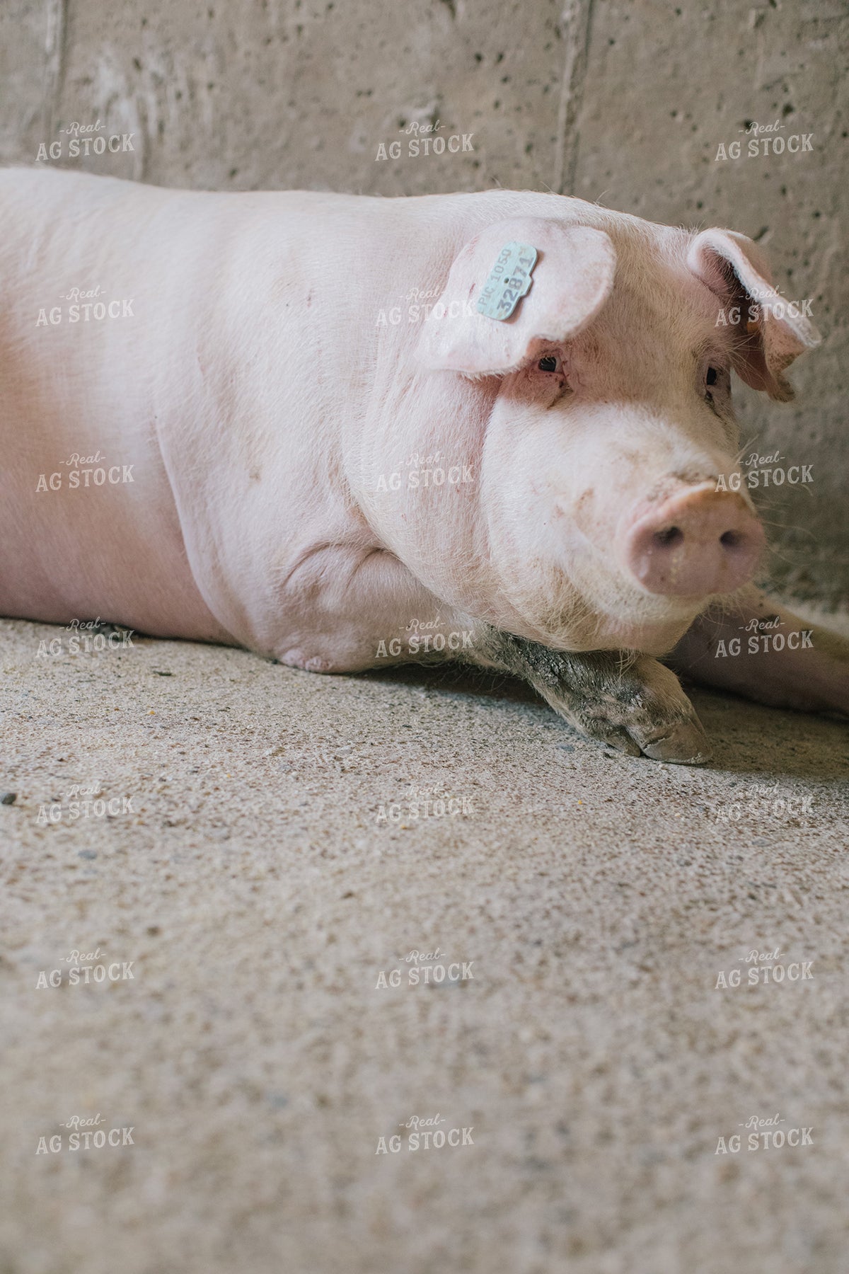 Pig in Pen in Modern Barn 3227
