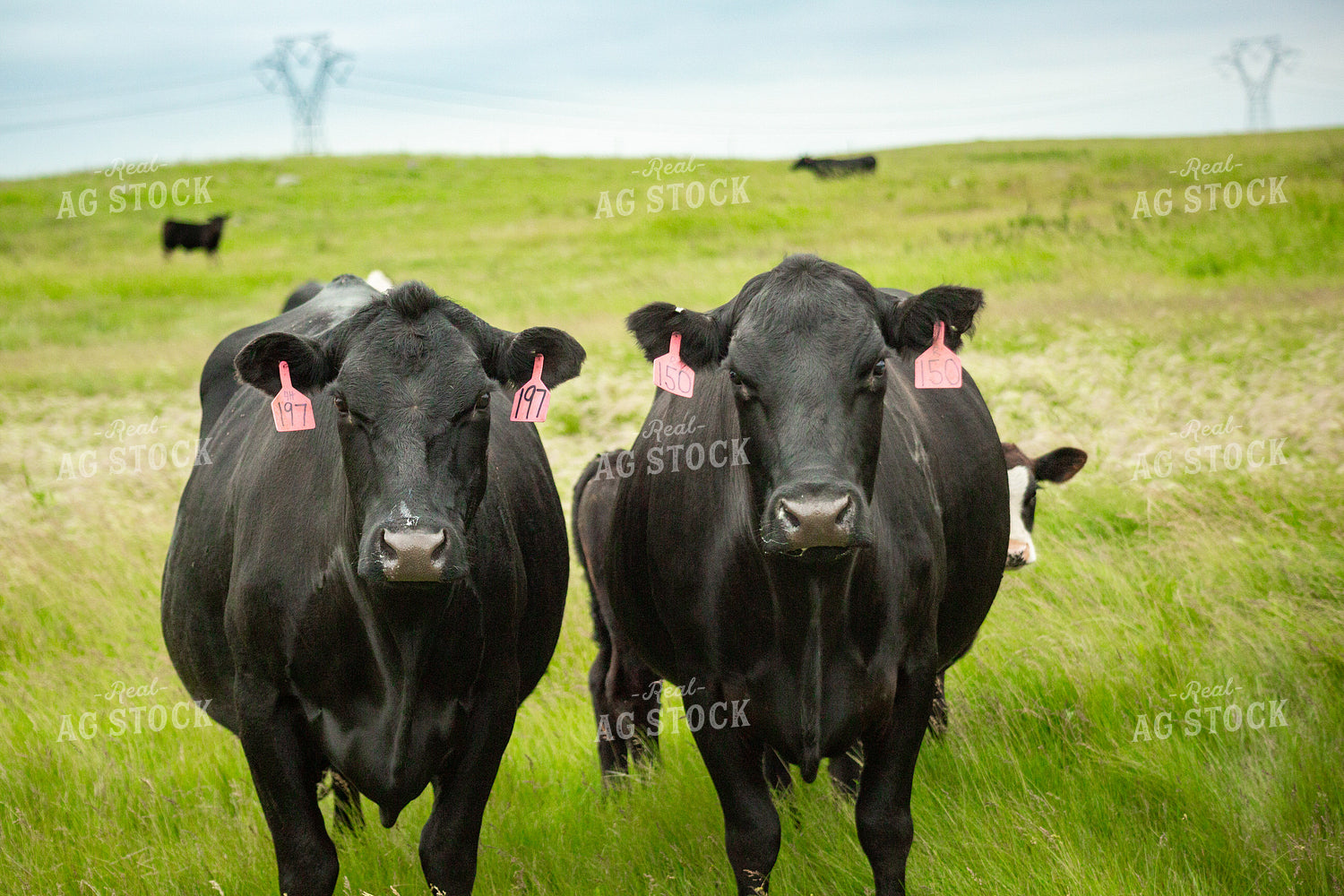 Cattle on Pasture 155659
