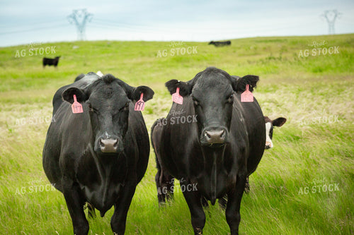 Cattle on Pasture 155659