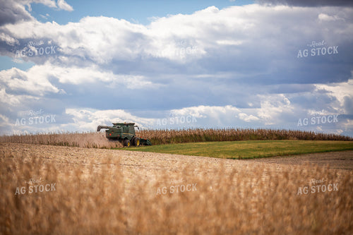 Corn Harvest 270659