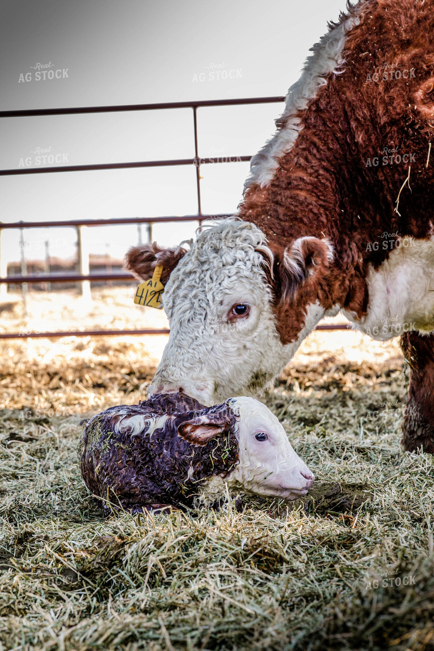 Hereford Cow and Calf 81112