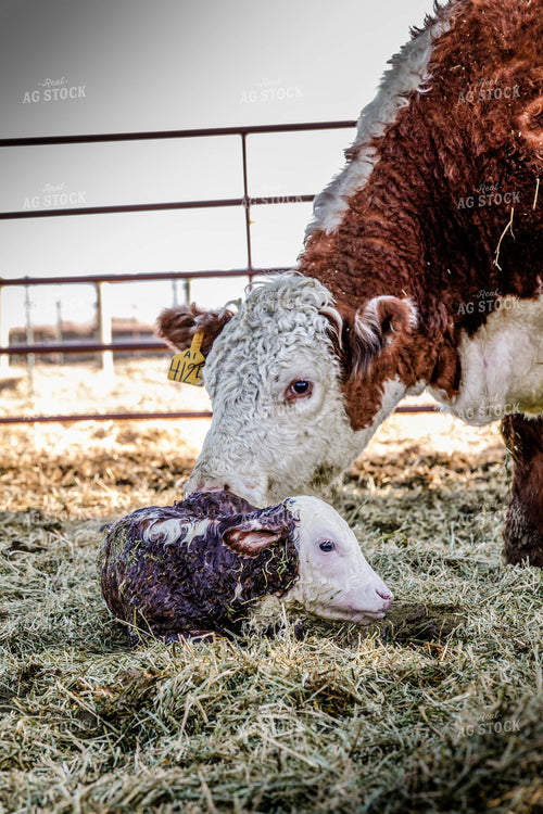 Hereford Cow and Calf 81112
