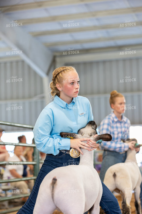 Farm Kid Showing Sheep 52512